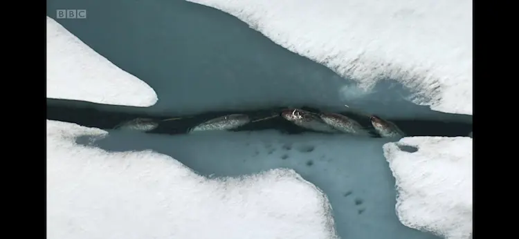 Narwhal (Monodon monoceros) as shown in Frozen Planet - Spring